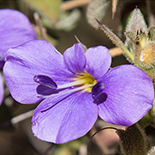 Barleria bremekampii